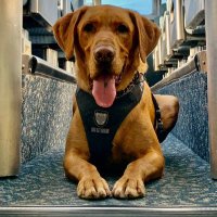 Transit Police K9 Unit (@mvtp_k9) 's Twitter Profile