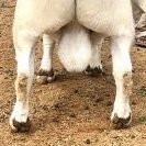 Elon's Musky Balls of Polemic Destruction (@sjrosey1963) 's Twitter Profile Photo