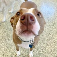 David Peterson (@highereddave) 's Twitter Profile