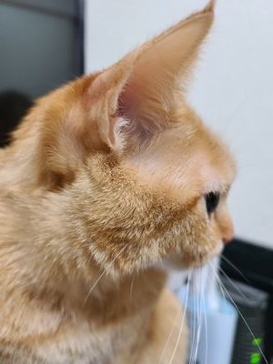 我が家のお姫様のこもも🐈中心で、日常を少々。無言フォロー失礼致します。。🙇♀️エロ垢、お金配り、副業、ママ活は即ブロック❗基本的にDMの返信はしません。スミマセン、お返しゆっくりです。