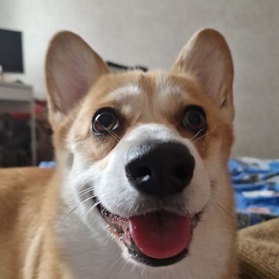 yura_gogin's profile picture. Corgi who in secret from the owner creates Pythonic masterpieces and SOTA