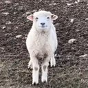 Marie Lavigne - @MarieLa97684182 - Twitter