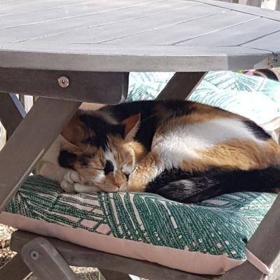 dizzykicks Profile