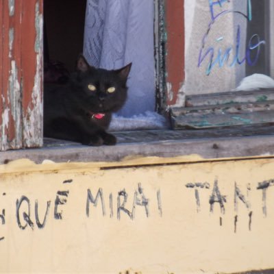 slayercagones's profile picture. s