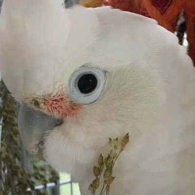 Zxc00325's profile picture. 🐥桃色インコ モモ 1998/04/15 🐥シロビタイ ユキ 2009/02/26 🤗相方と暮らしてます(❁ᴗ͈ˬᴗ͈) 2018／05/27甲斐犬 勘助 &つゆ🐕 🌟第1種動物取扱業取得🌟