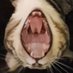 Not Applicable (@rbumbaclaa25001) Twitter profile photo Not Applicable (@rbumbaclaa25001) Twitter profile photo