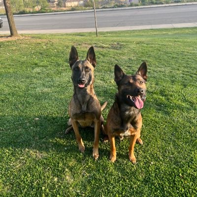 Knox & Xuri Belgian #Malinois We are two working pups that share our day to day adventures and training🐾