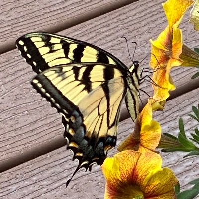 BlueandGreeninTexas painter/maker/gardener #Organicsoil #acrylicart  #VoteBluein2024 #NeverforgetUvalde #Flowerphotography