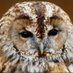 Giuseppe Aquilani (@giuseppeaquil) Twitter profile photo
