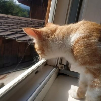 Vasyylko_cat's profile picture. They/them