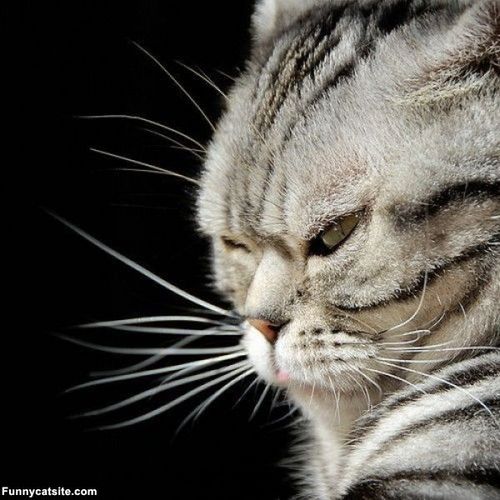 cat_problemz's profile picture. 