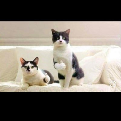 jimmytizz's profile picture. terrible speller.