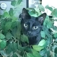 Mary Lynn Smith 🌈🟦☮🟧🌊🇺🇸 🖤💛 (@smithml1015) 's Twitter Profile