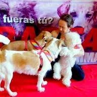 Consejera Regional (Core) Primera Mayoría Santiago 1, Animalista y defensora de los animales, Presidenta de la corporación animalista Beadog 🐕🐈🐎🐑🐇🐰