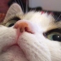 bowswer (@bowswer) 's Twitter Profile