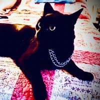 Cosmic Kitten 🐈‍⬛💫(@Badkatt2) 's Twitter Profile Photo