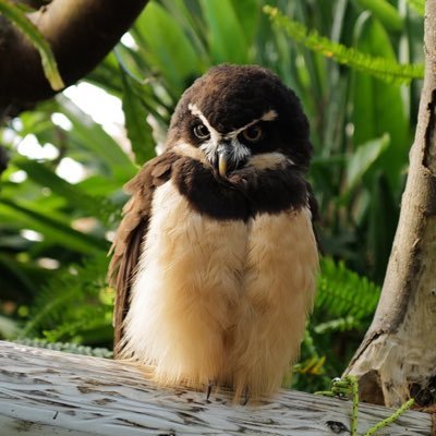 埼玉のちょい田舎でトウブハコガメ、セマルハコガメの繁殖狙ってる変なオジサンです。落語好き。カメラ好き。Q2とGRⅢxに遊ばれてます。最近は、ソフビ 沼とコーヒー沼にもハマり中。立ち位置は右寄り保守。政治リツイート多めです。無言フォロー御免。一応業登録持ってます。