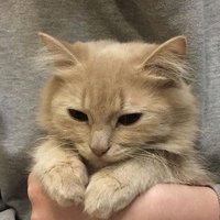 sunz (@phroggisms) Twitter profile photo