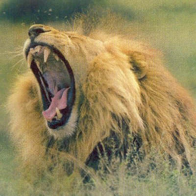 vvnbs1's profile picture. 🕉️🔱स्वधर्मे निधनं श्रेयः परधर्मो भयावहः।  🔱 🕉️