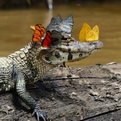 CWOVT's profile picture. 