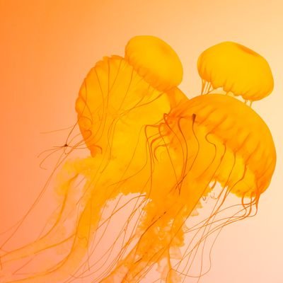 HarrisKhan79221's profile picture. Just a curious learner.