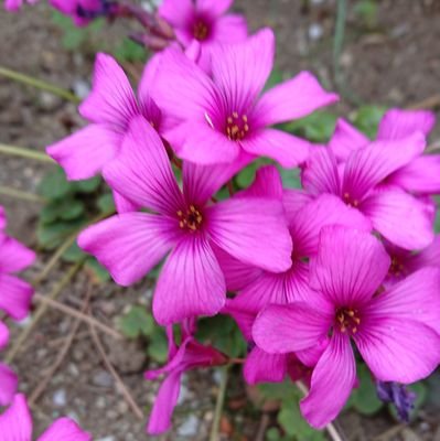 zaigomon2's profile picture. 北関東在住　50代　男　分析から事務仕事に