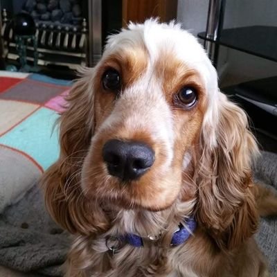 An orange and white show cocker spaniel. Loves chicken, sniffing, running, snuggles and playing chase ball. 🥰🐾🐕😇🐓   ⛔️ no DM's⛔️