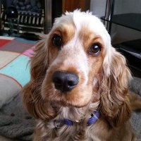 Saffy the spaniel(@Saffy12dog) 's Twitter Profile Photo