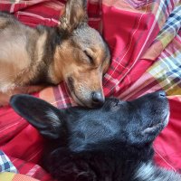 🌼Chouto Oli🌼 (@choutooli) 's Twitter Profile Photo 🌼Chouto Oli🌼 (@choutooli) 's Twitter Profile Photo