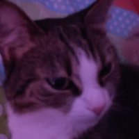 Amed (@amed_lol_) 's Twitter Profile