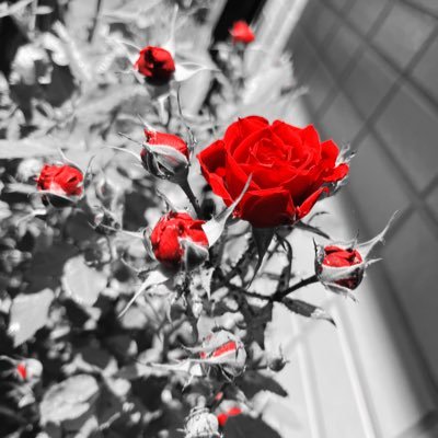 bkbn89's profile picture. お笑いの情報集めたり記録残したり。