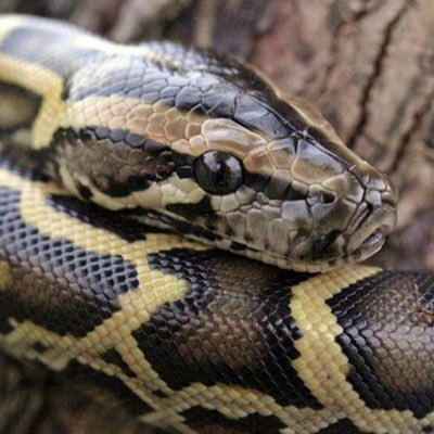 petit_python's profile picture. Code, Tech, Politic, Slytherin