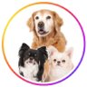 inukatsunikki's profile picture. 🐶わんこ達と遊ぶ仕事をしています👩

                  💻愛犬との活動をブログに書いていますᝰ✍🏻                      

             よろしくお願いします☺