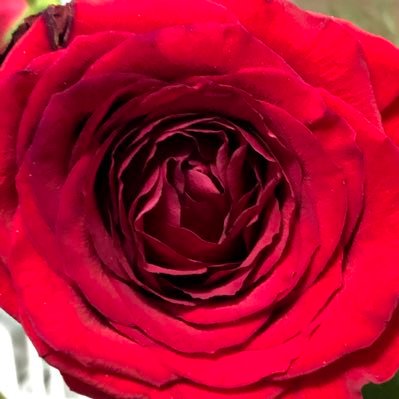 iamdeeanza's profile picture. “Our dreams shine brighter when they’re stepping stones for others.” -Queen Sugar Writers