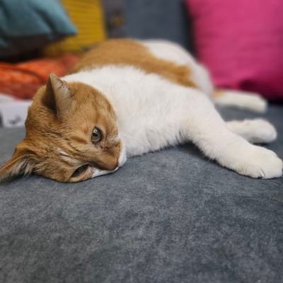 AthanRevi's profile picture. Ex SZ, T1 R6s
Business inquiries : luxcaltin@gmail.com
Usually upload cat pics and video