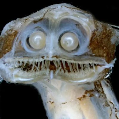 jon_ireson's profile picture. Advanced Paramedic practitioner in-hospital. Husband, parent, dog lover, AuDHD, tattoos, piercings. Views my own.