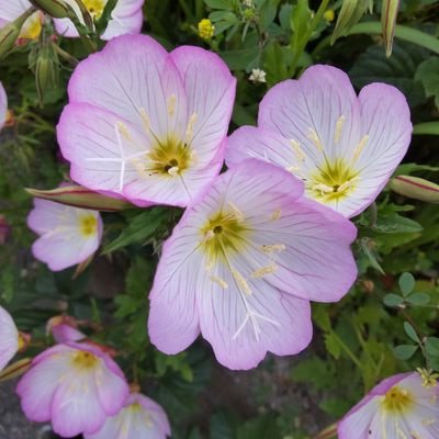 ril_ippozutsu's profile picture. ✨TIME  is  ART✨

✨LIFE  is  ART✨

福岡で『太陽系時空間地図 地球暦』販売店をしています。
青いもの 心ときめくものに反応します。

ZABADAK『遠い音楽』／ナウシカ／わかつきめぐみ ／ ネコ ／ 文房具 ／ 色 ／ 鉱物 ／ 海 ／ シーグラス ／ タロット