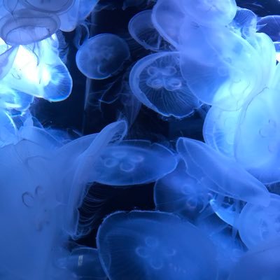 lkNzWEitwkv0E8Q's profile picture. どんなAVよりも自分で撮る方が良き☺️エロ動画撮影はもちろんのこと、エロなしのポートレート撮影も趣味です📷癒してくれる女性陣にはいつも感謝！🙇#燕三条 #新潟 #撮影