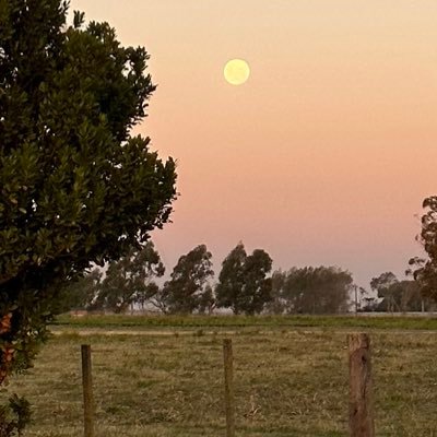 JuliaAnsola's profile picture. 