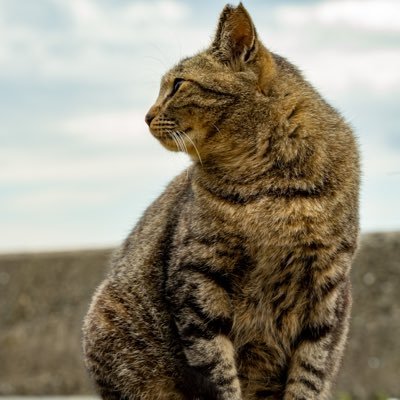 p_nab3's profile picture. デジカ用アカウント