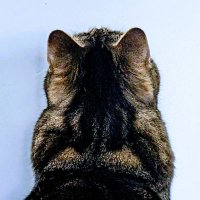 YP (@yvanp) 's Twitter Profile