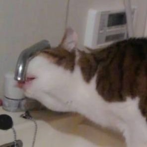 kyochandakara's profile picture. 猫🐱とハムスター🐹小動物が大好きです☺️趣味はお菓子作り🧁美容エステ💆‍♂️✨寝ること😪💤1人カラオケ🎤料理🍳TVゲーム🎮ジョギング🏃‍♂️釣り🎣です☺️🐈🐾よろしくお願いします🙇現在は海外でお仕事してます。ゲームオタクです😢