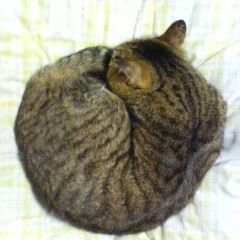 ねこ丸♡ページ GyW5pf0a4AE_OsY.jpg