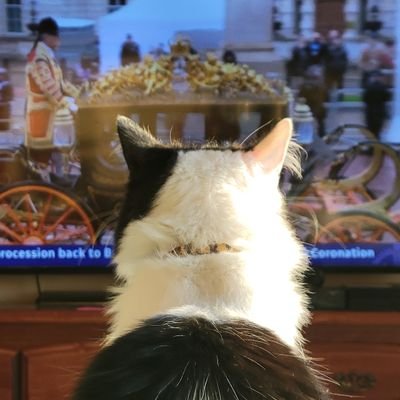 marsbargal's profile picture. Palace Cat