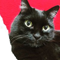 フィガロさん (@mewmars) 's Twitter Profile