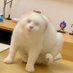 Binance喵喵🐳 (@cryptopikachu) Twitter profile photo Binance喵喵🐳 (@cryptopikachu) Twitter profile photo