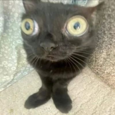 sabinav53514248's profile picture. 