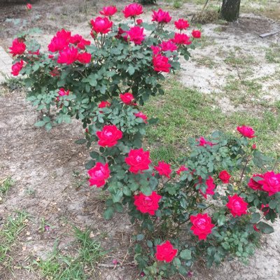 scgananny2's profile picture. Conservative mama. Proud American, Trump/Vance supporter