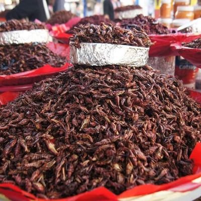 chapulín 
chicatana
sal de gusano
sal de chapulín
pasta de mole
chocolate artesanal
ajo frito