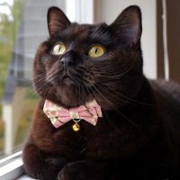 Cat (@blackcatlovers7) 's Twitter Profile